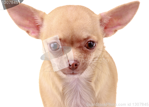 Image of Chihuahua dog