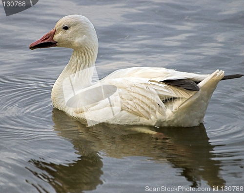 Image of Snow Goose