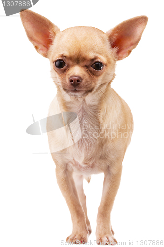 Image of Chihuahua dog