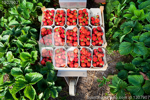 Image of Closeup of fresh organic strawberries