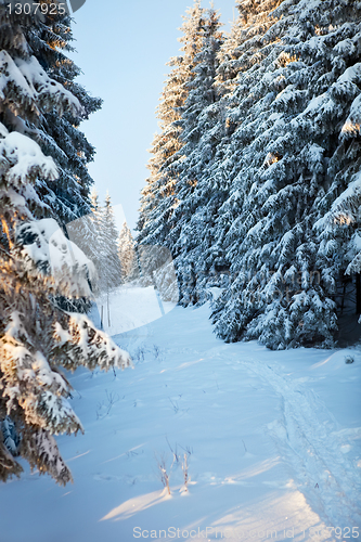 Image of winter forest in Harz mountains, Germany