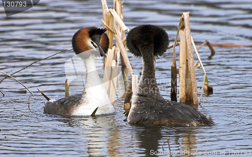 Image of Great Crested Grebe