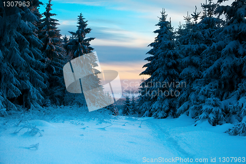 Image of winter forest in mountains