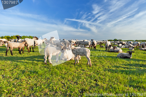 Image of A summer landscape and herd sheep