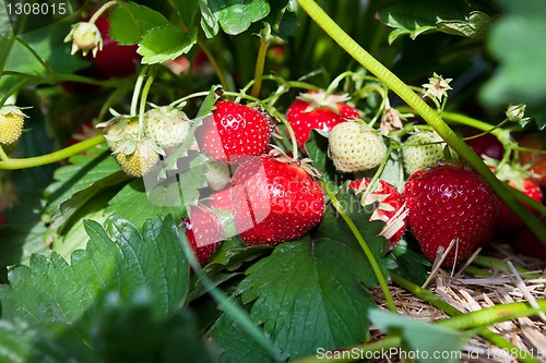 Image of Closeup of fresh organic strawberries