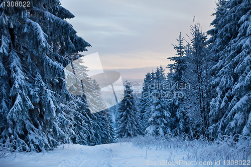 Image of winter forest in mountains