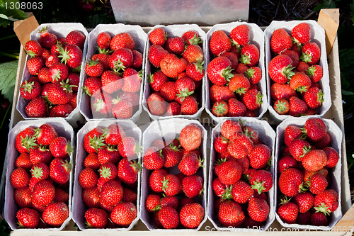 Image of Closeup of fresh organic strawberries