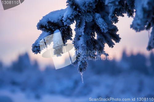 Image of winter forest in mountains