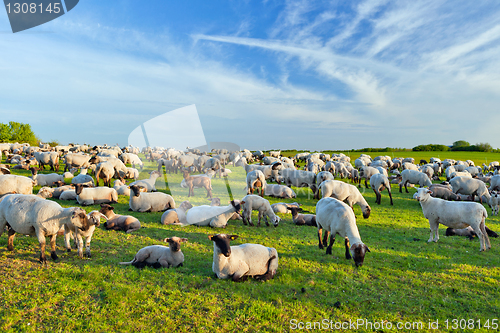 Image of A summer landscape and herd sheep