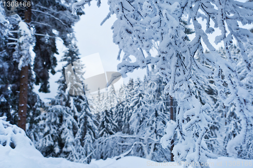 Image of winter forest in Harz mountains, Germany