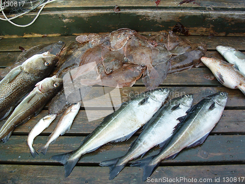 Image of Haul from sea