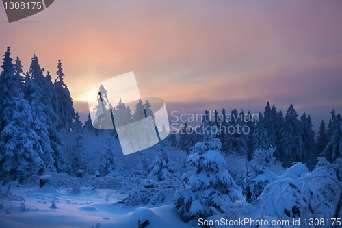 Image of winter forest in mountains