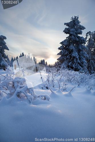 Image of winter forest in mountains