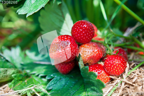 Image of Closeup of fresh organic strawberries