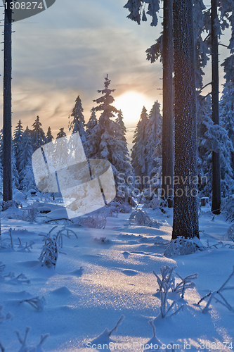 Image of winter forest in Harz mountains, Germany