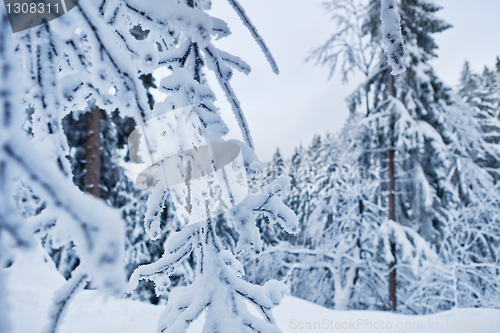 Image of winter forest in Harz mountains, Germany