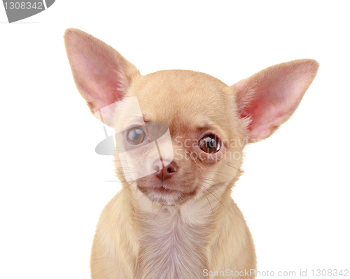 Image of Chihuahua dog