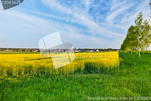 Image of A summer landscape