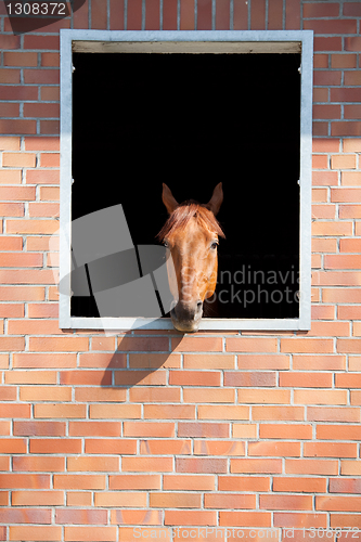 Image of horse looking outside the stable