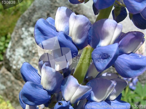 Image of Lupine Flower