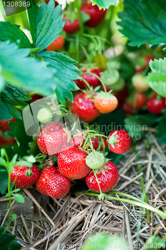 Image of Closeup of fresh organic strawberries