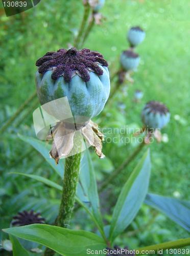 Image of Poppy pods