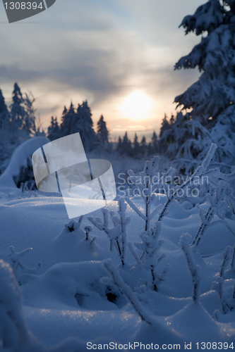 Image of winter forest in mountains