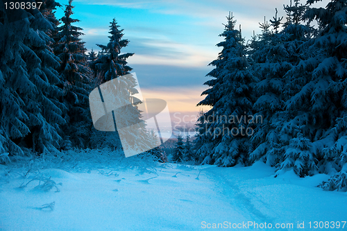 Image of winter forest in Harz mountains, Germany