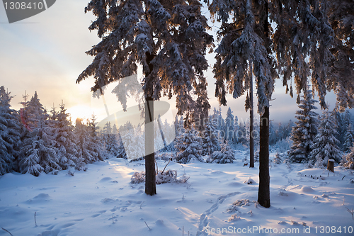 Image of winter forest in mountains