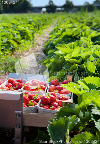 Image of Closeup of fresh organic strawberries