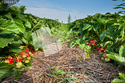 Image of Closeup of fresh organic strawberries