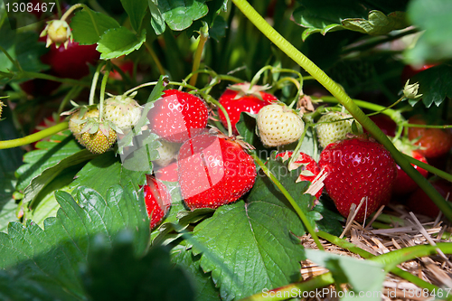 Image of Closeup of fresh organic strawberries