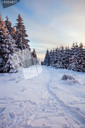 Image of winter forest in mountains