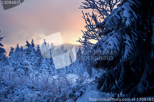 Image of winter forest in mountains