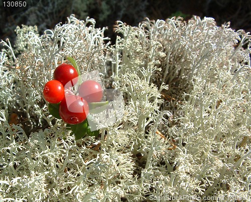Image of Cowberry