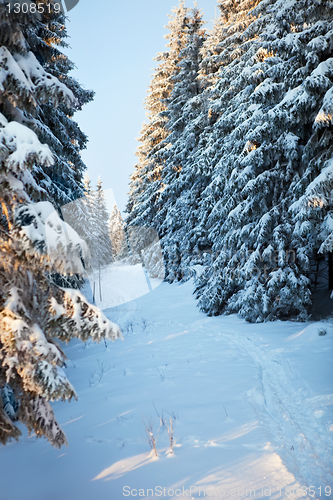 Image of winter forest in mountains