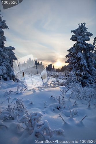 Image of winter forest in mountains