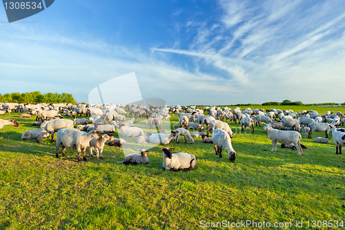 Image of A summer landscape and herd sheep