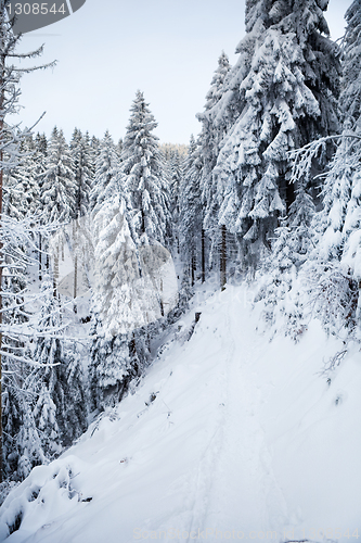 Image of winter forest in mountains