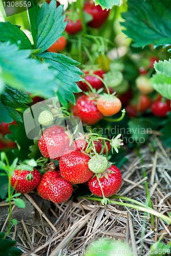 Image of Closeup of fresh organic strawberries