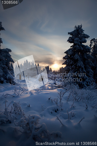 Image of winter forest in mountains