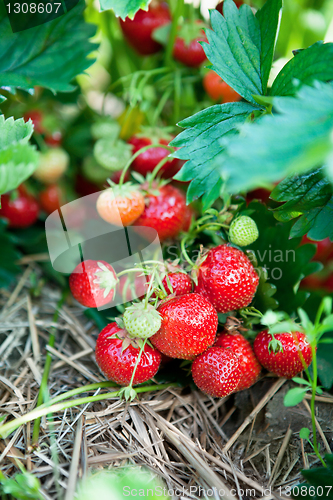 Image of Closeup of fresh organic strawberries
