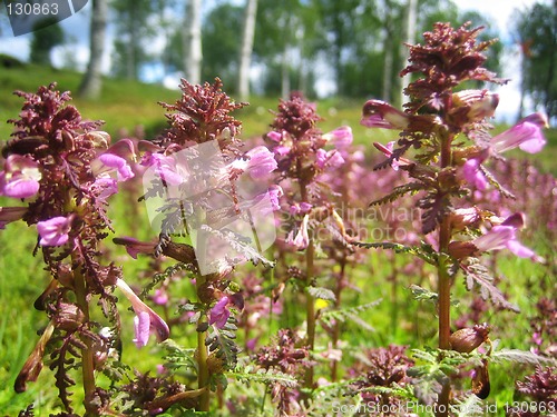 Image of Flowers