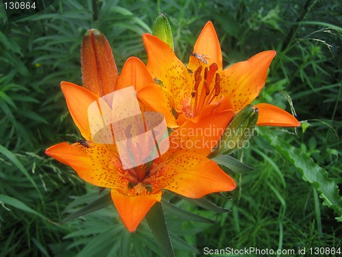 Image of Orange flowers