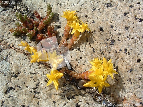 Image of Yellow flowers