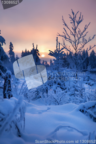 Image of winter forest in mountains