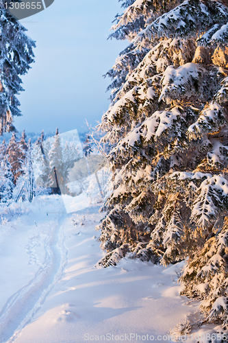 Image of winter forest in Harz mountains, Germany