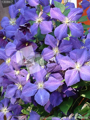 Image of Clematis flower