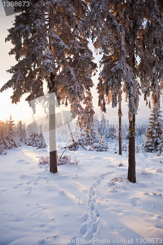 Image of winter forest in mountains