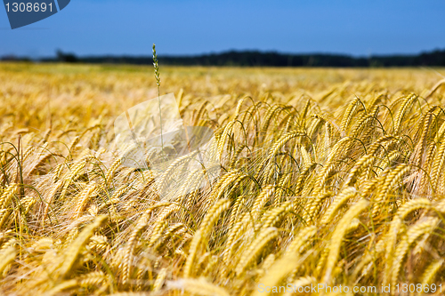 Image of field of wheat over blue sky